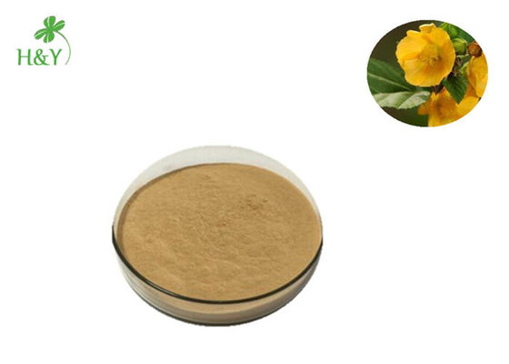 China manufacture supply 100% natural pain relieving activating blood fracture sida acuta extract